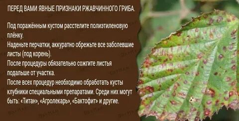 Пятна на клубнике на листьях появились