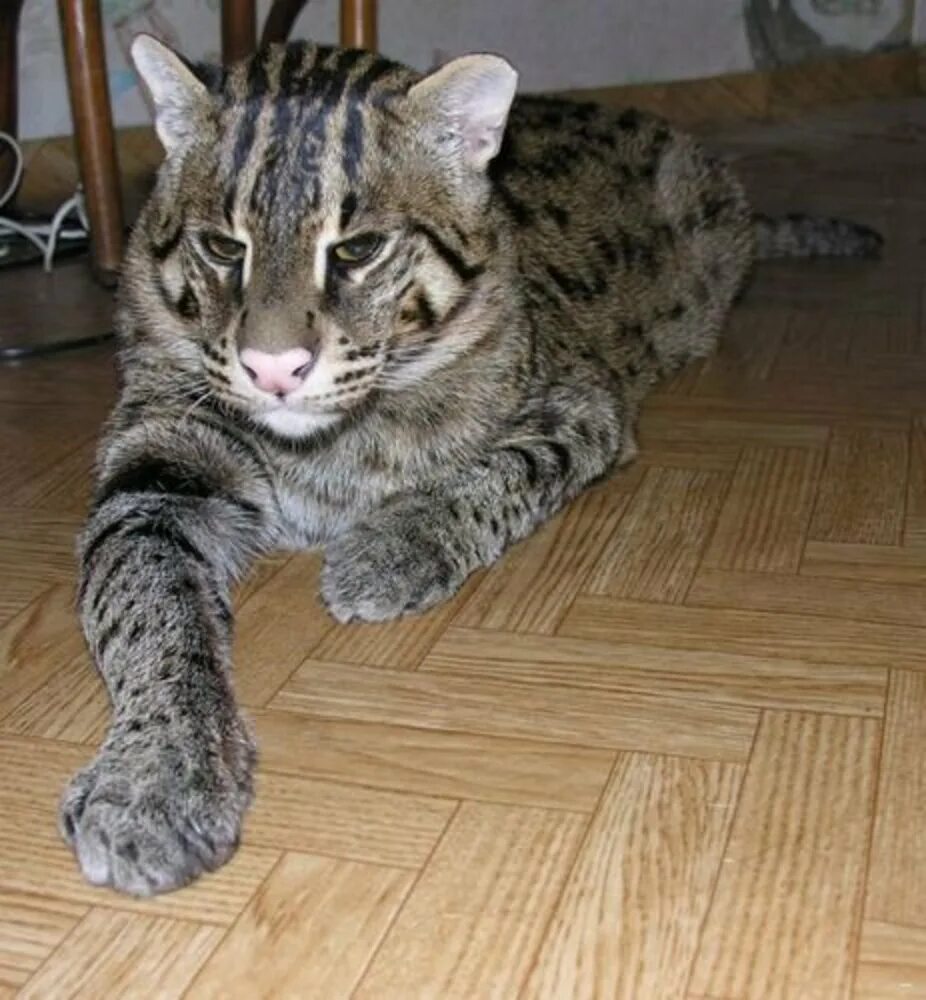 Камышовый кот хаус болотная рысь. Камышовый кот (болотная рысь). Камышовый кот хаус. Виверровый кот рыболов. Кавказский камышовый кот.