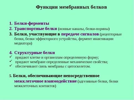 Белки в составе мембран клетки функция