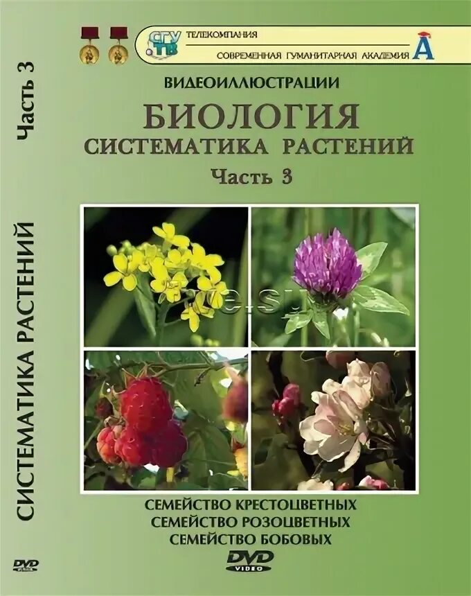 Систематика розоцветных. Систематика крестоцветных. систематика растений семейства крестоцветные. систематика розоцветных растений. систематика растений семейства разноцветные.