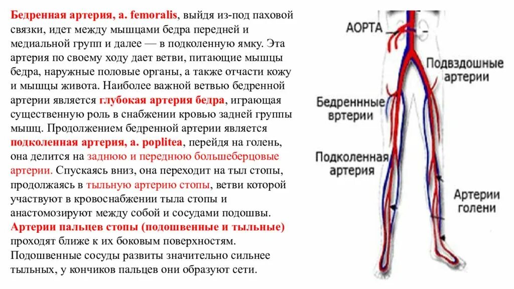 Артериальные сосуды нижних конечностей. Поверхностная бедренная артерия анатомия. Стеноз сосудов что это нижних конечностей артерий. Передняя бедренная артерия ПБА. Атеросклероз бедренной артерии.