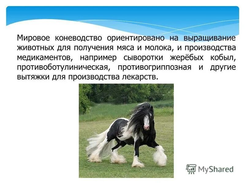 Значение разных животных. Значение разных животных