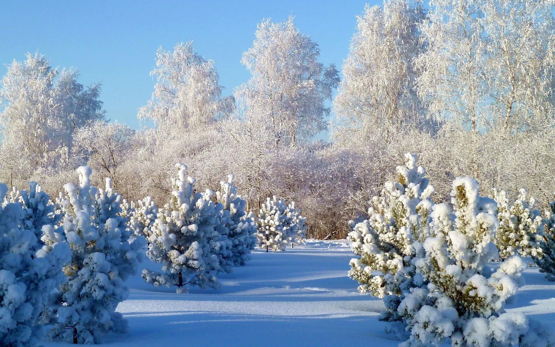 Зимние картинки. Красивая зима. Зимушка зима. Природа зима. Зимний лес.