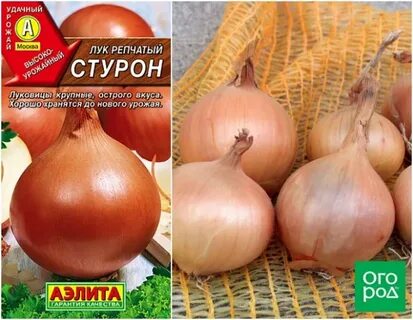 Стурон описание сорта фото отзывы