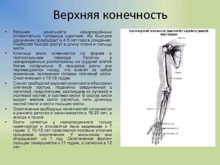 Сколько конечностей верхних конечностей. Кости скелета верхней конечности возрастные особенности. Особенности строения верхних конечностей. Возрастные особенности скелета верхних конечностей. Анатомия развития скелета нижних конечностей.