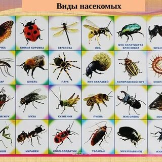 Насекомое на б