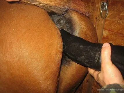 Slideshow dude fucks horse pussy.