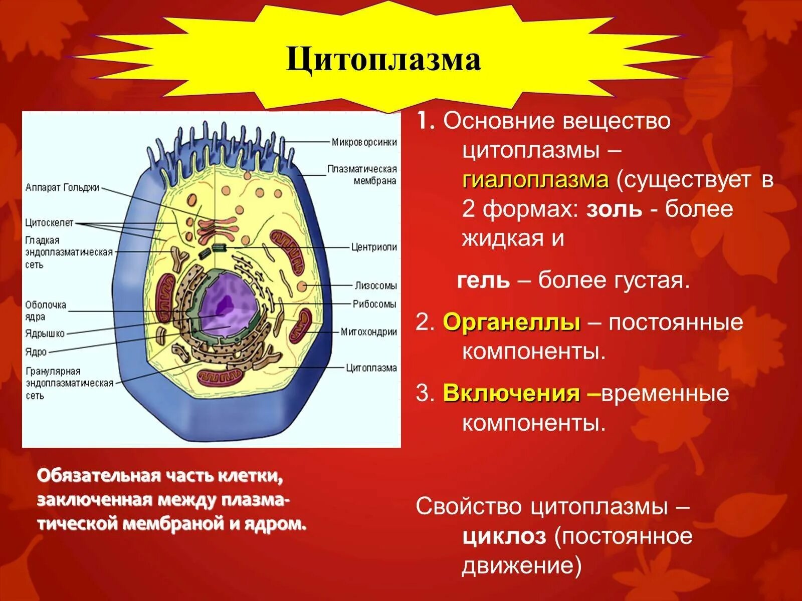 Клеточный органоид содержащий хромосомы. Цитоплазма животной клетки строение и функции. органоиды клетки 10 класс в клетке. цитоплазма функции органоида в клетке. строение клетки оболочка цитоплазма органоиды включения.