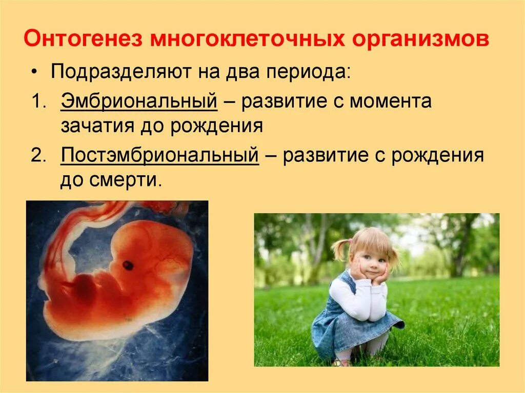 Онтогенез просто. Эмбриональный этап онтогенеза. Эмбриональный период онтогенеза. Индивидуальное развитие организмов. Эмбриональный период развития.. Период эмбрионального развития организма.