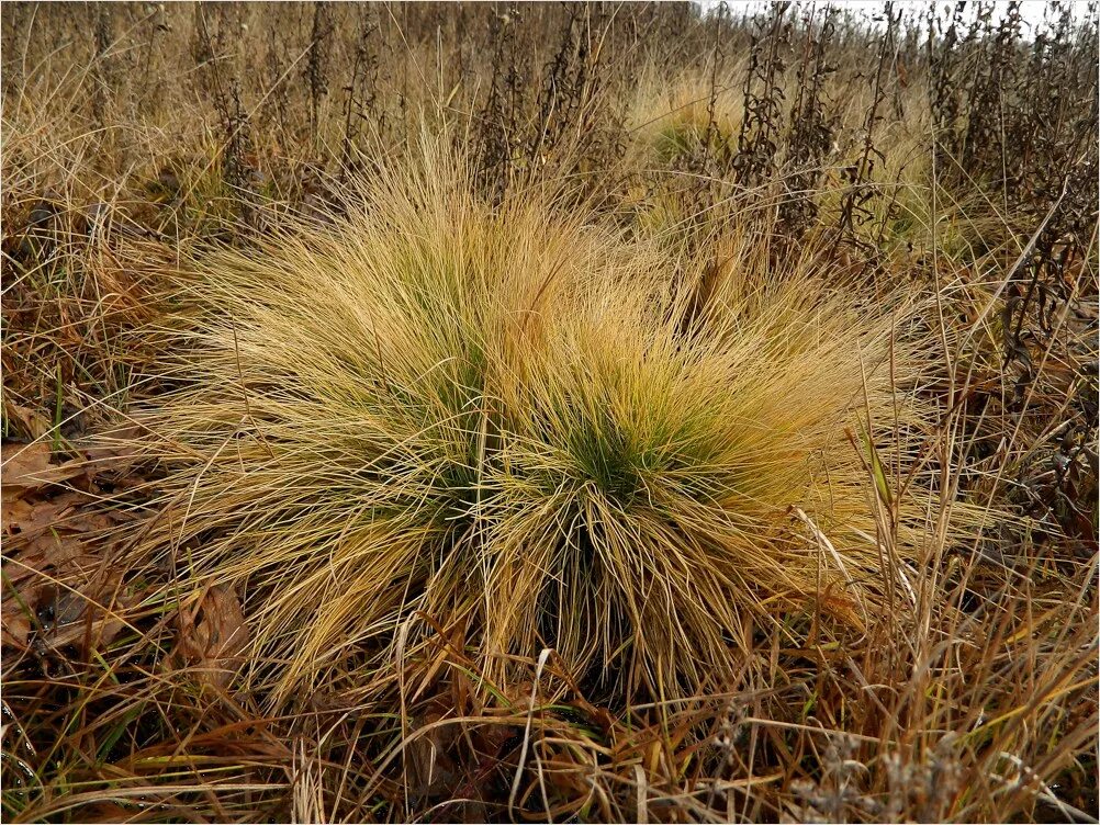 Трава Белоус. Белоус (Nardus stricta). Белоус торчащий. Белоуса торчащего (Nardus stricta).