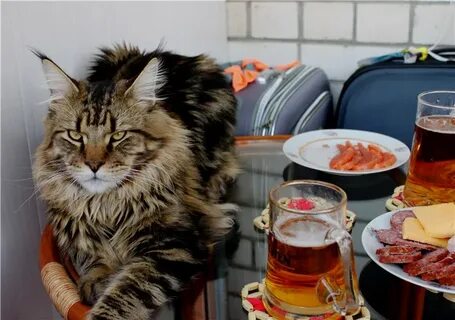 Чем кормят мейн