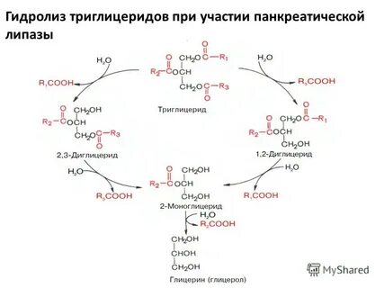 Панкреатическая липаза
