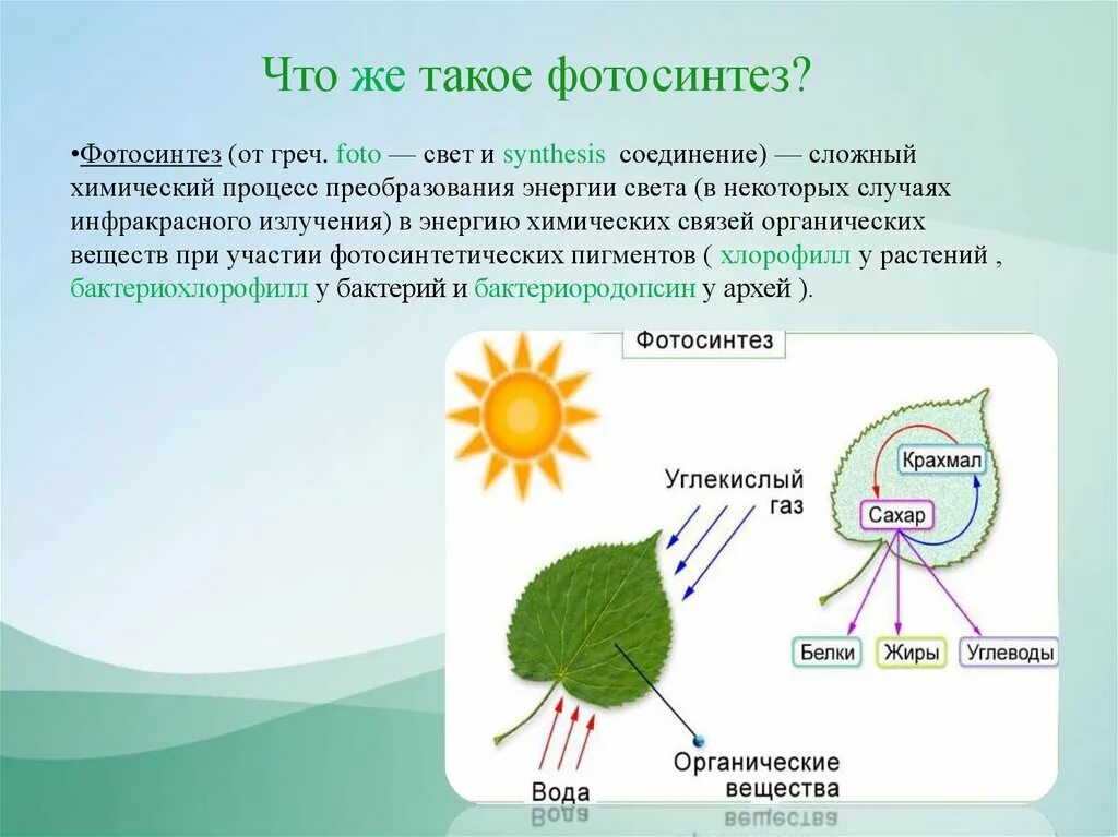 Сообщение на тему фотосинтез 6 класс. Фотосинтез это в биологии. Фотосинтез у растений. Строение фотосинтеза. Как происходит фотосинтез.