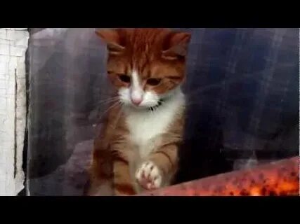 Кошка грустная песня
