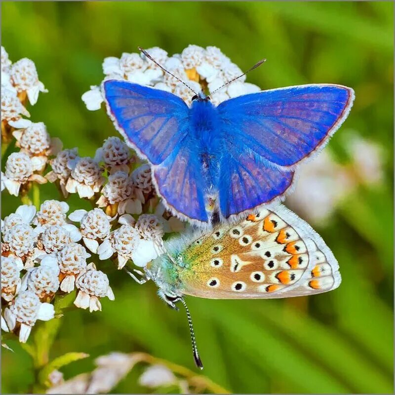 разве не чудо что бабочки