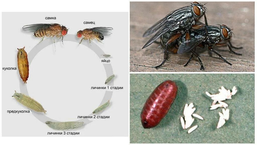 Стадии развития личинок мух. Развитие личинки комнатной мухи стадии. Куколка мухи. Сколько едят мухи