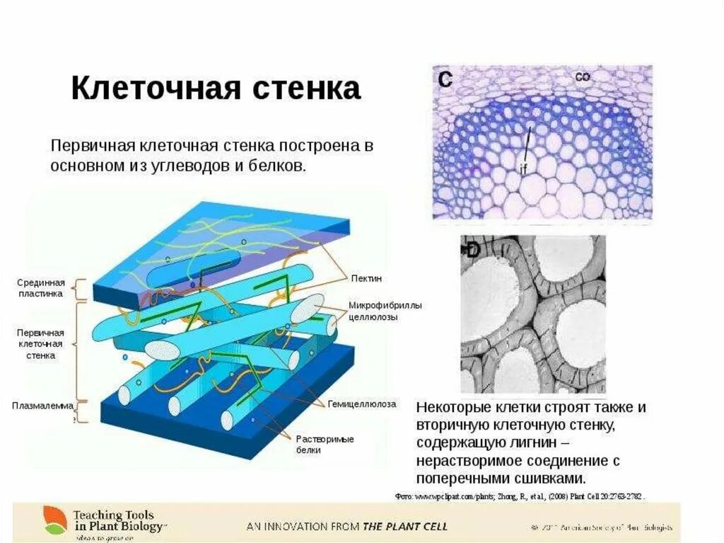 Состав оболочки растительный. Состав клеточной стенки растений. Первичная и вторичная клеточная стенка растений. Состав первичной клеточной стенки растений. Строение клеточной стенки растений.