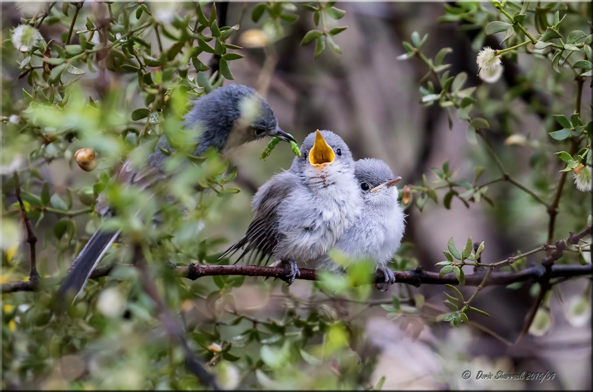 Кто такие птицы. М 1 птицы. Конфуциусорнис вымершие птицы. М 1 птицы. Птица мадагаскарский фоди.