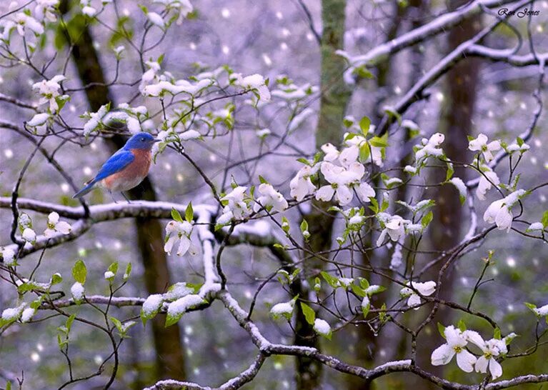 Песня ранняя птица. Птицы весной в лесу. Весенние птички. Птицы в весеннем лесу.