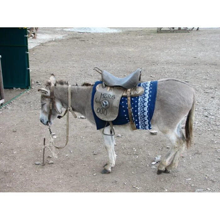 Дикий африканский осел. Сбежавшего 5 лет назад осла. Ослик и морковка. Осёл бежит. Ишак бухарский.