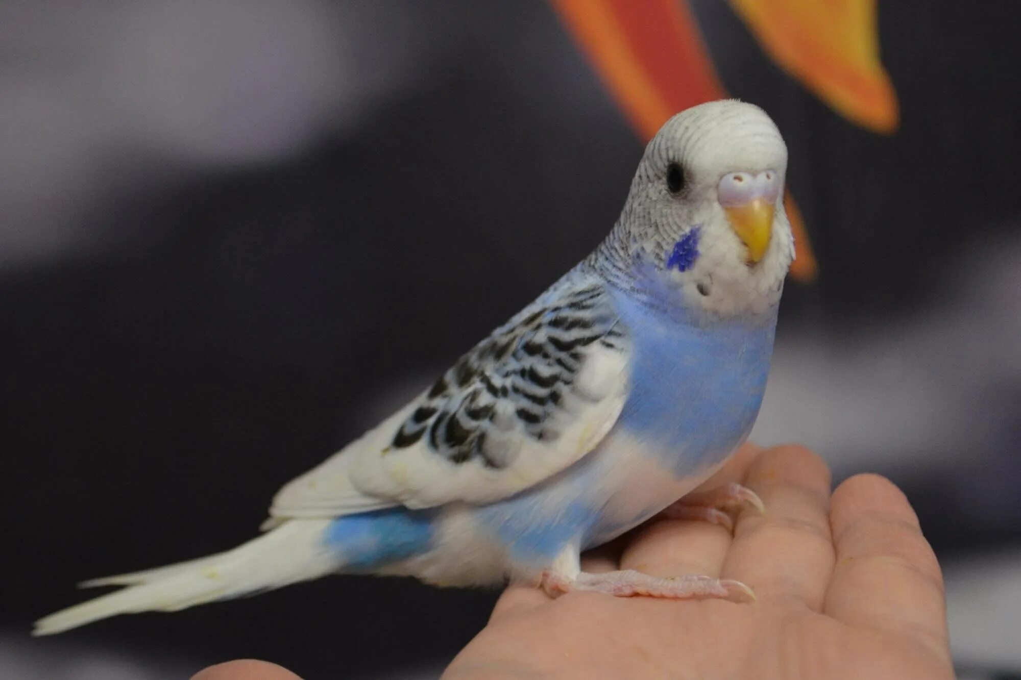 Желтоголовый волнистый попугай. Опалиновый волнистый попугай. Коричневый волнистый попугай. Александровский попугай картинки. Розелла попугай розовый.