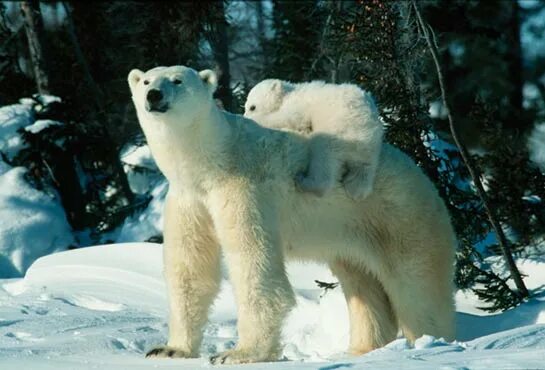 твои соседи белые медведи. спят твои соседи белые медведи текст. колсбкльная медведица. твои соседи белые медведи. колыбельная спят твои соседи белые медведи текст.