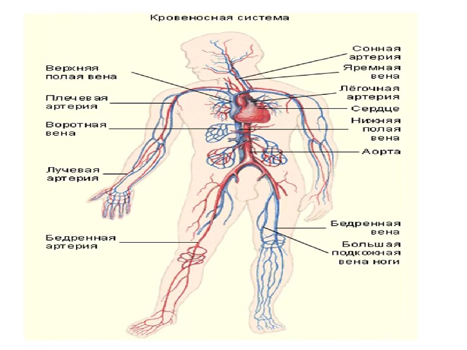 Венозная система человека схема. Вены анатомия схема. Венозная система человека нижняя полая Вена. Венозная система человека анатомия схема.