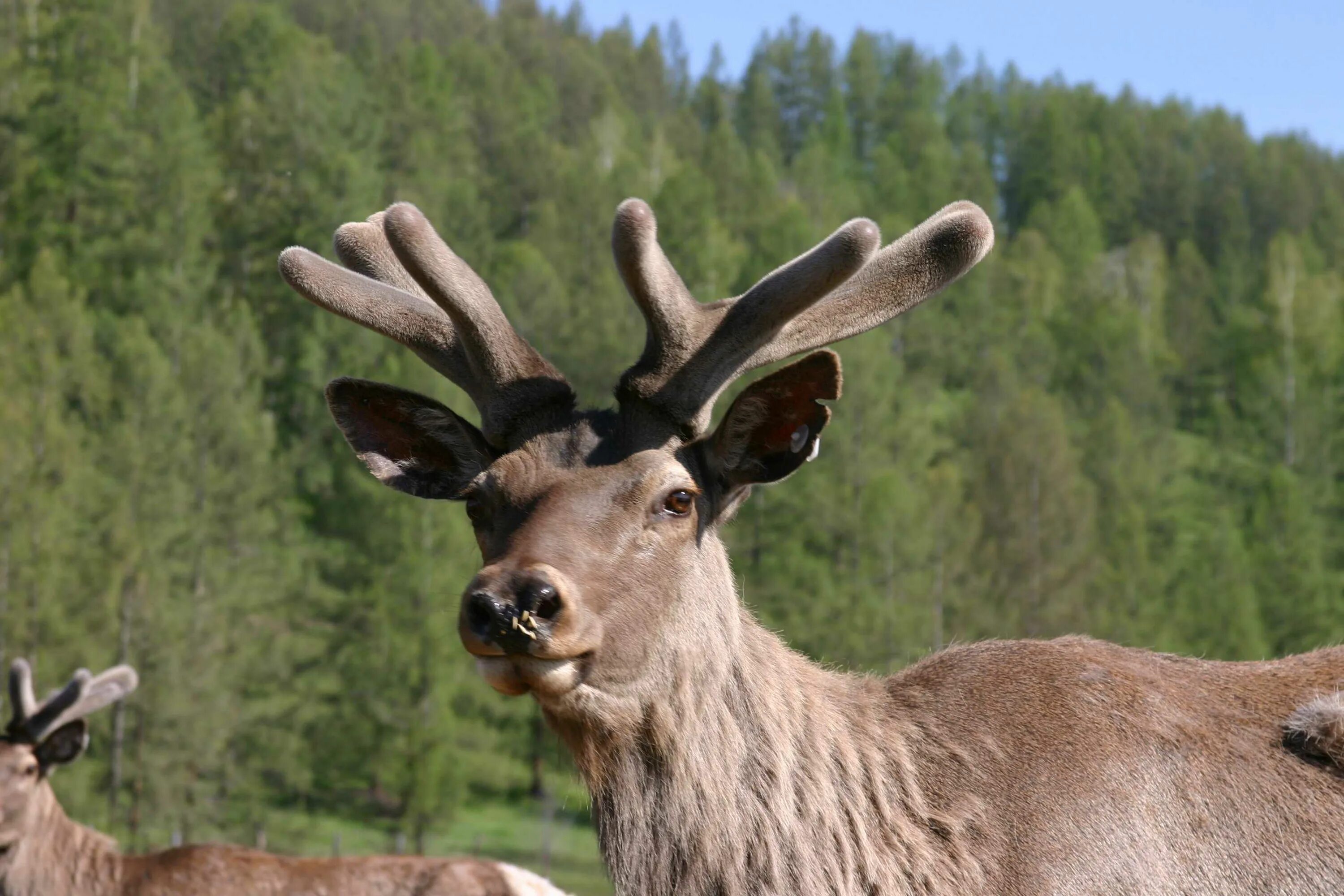 Марал москва. Алтайский марал без рогов. Марал алтайский самка. Благородный олень марал. Сибирский олень марал.