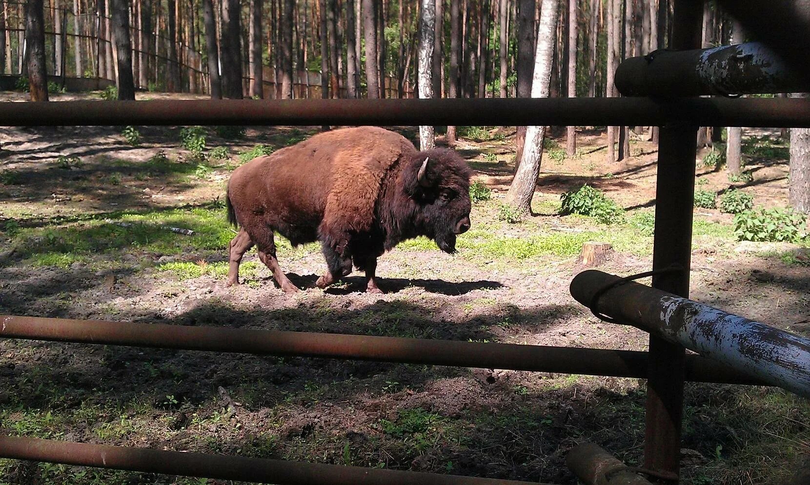 Орловское полесье режим. Орловское полесье зоопарк. орловское полесье зоопарк режим работы. полесье орел зоовольерный комплекс.