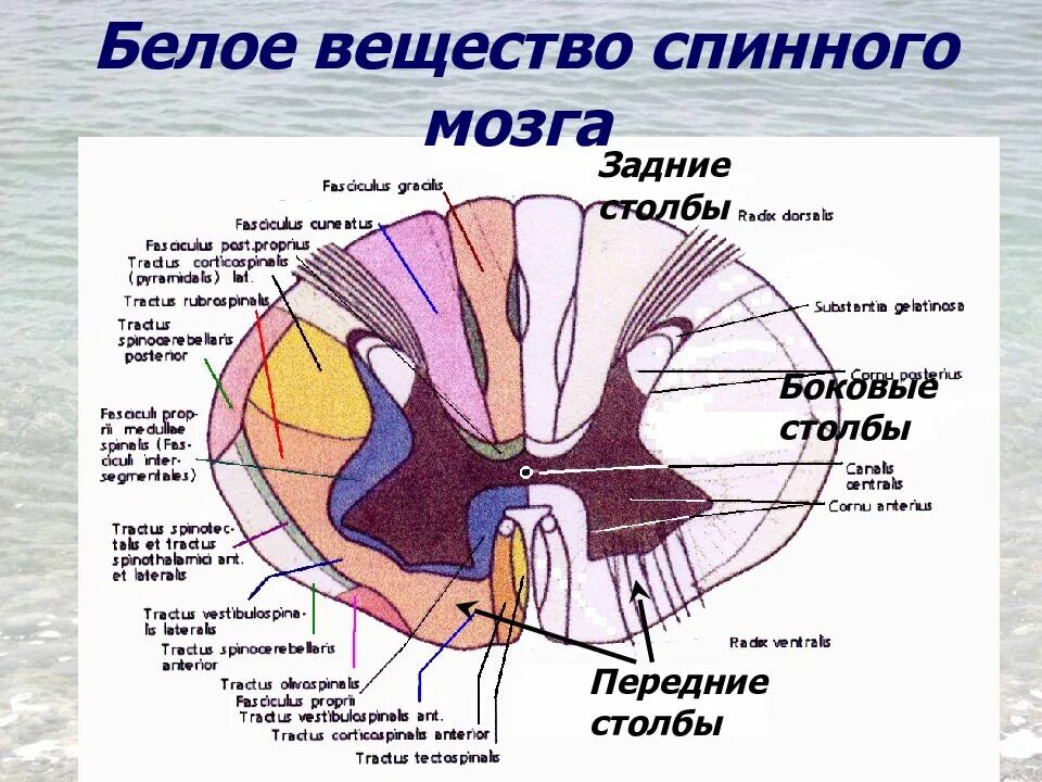 Части серого вещества спинного. Строение серого вещества спинного мозга анатомия. Канатики белого вещества спинного мозга. Строение белого вещества спинного мозга. Состав белого вещества спинного мозга анатомия.