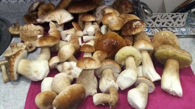 Большой белый гриб. Какие грибы можно собирать. Таджикский белый гриб. Грибы Башкирии опята. В рязани есть грибы