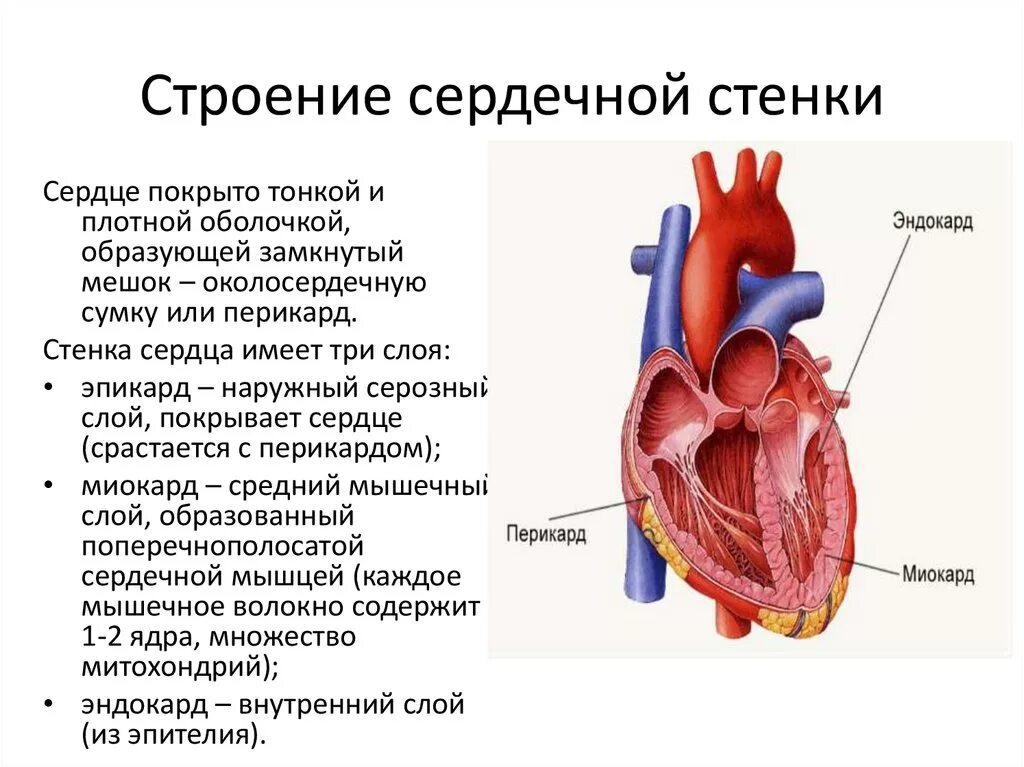 Сердечная строение и функции. Строение сердца перикард миокард. Эндокард миокард эпикард перикард таблица. Строение оболочек сердца схема. Строение сердца эпикард миокард.