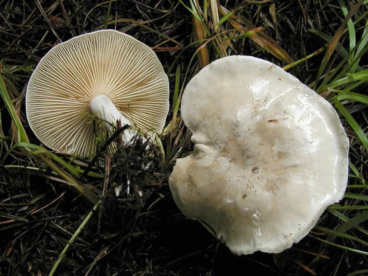 Семейство пластинчатые. Ивишень гриб Clitopilus prunulus. Ивишень (Clitopilus prunulus). Говорушка листолюбивая. Ивишень подвишенник.