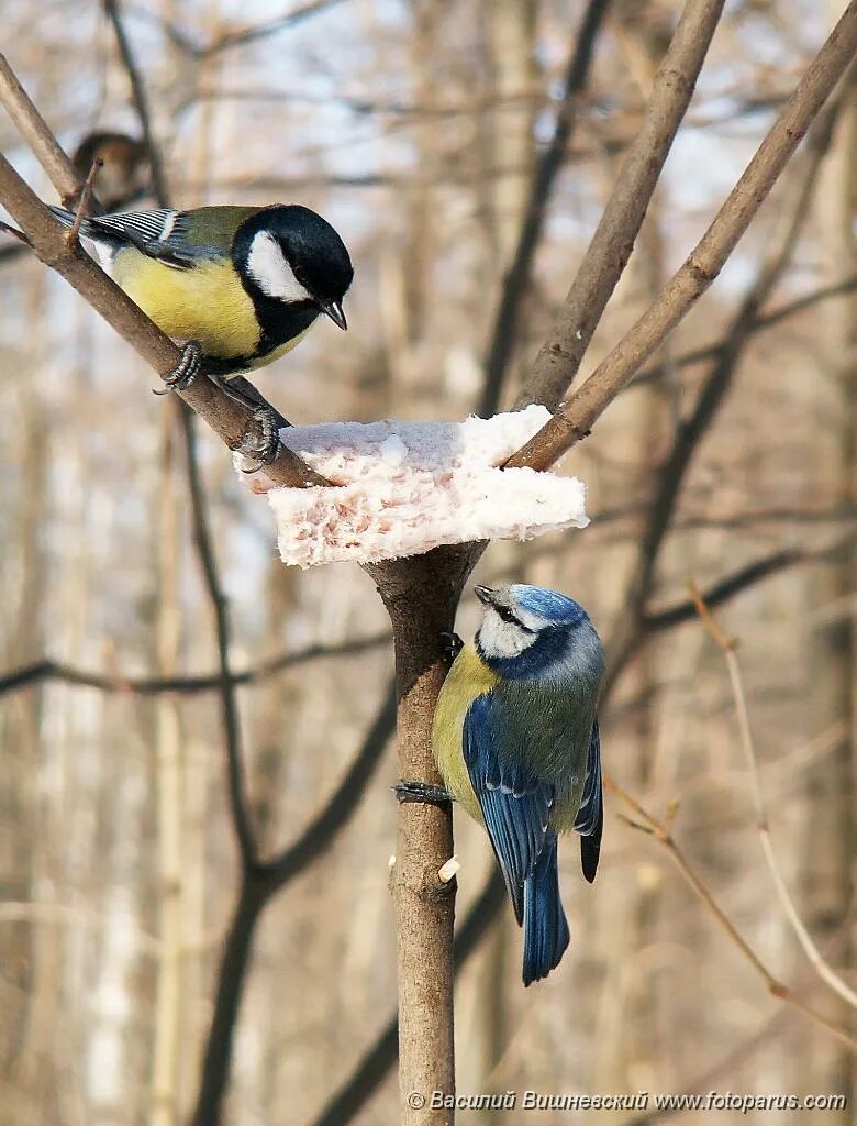 Синица parus major. Маленькая синичка лазоревка. Большая синица и лазоревка. Большая синица и синица лазоревка. Отряд воробьинообразные синица.