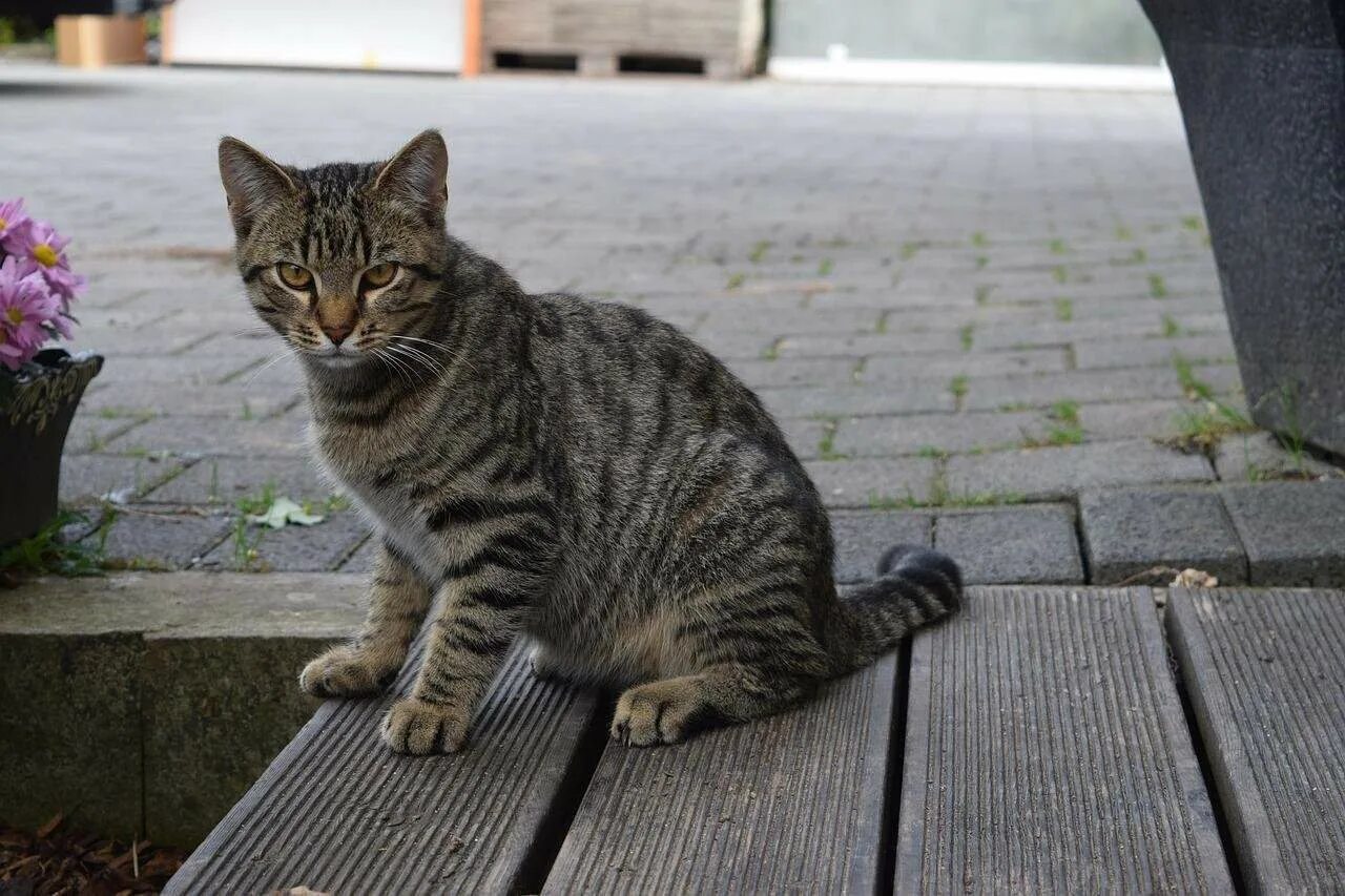 Кот сидит смотрит. Кошка сидит. полосатые коты. серая полосатая кошка. сидячий кот.