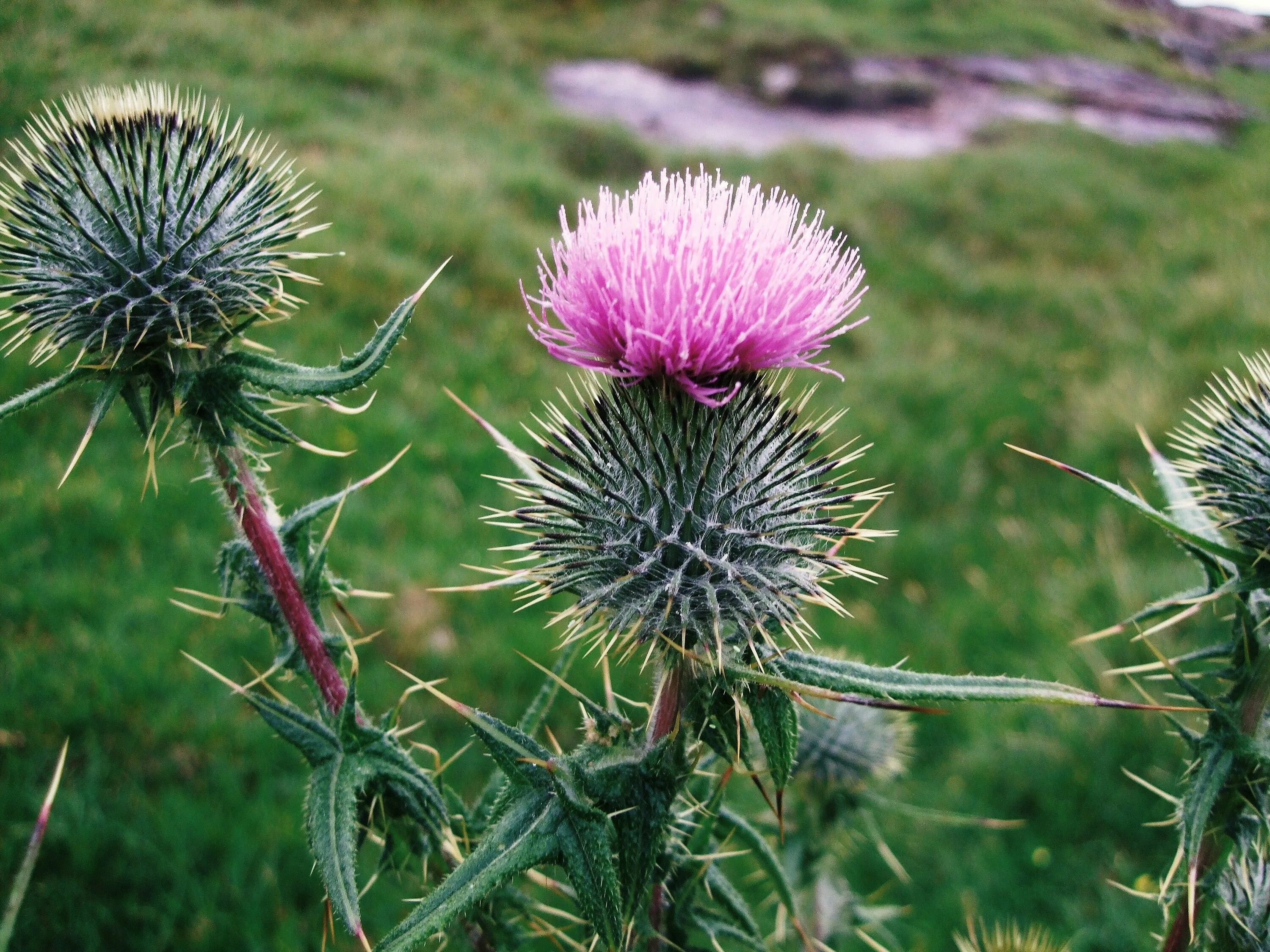 Scotland plants. Scottish Thistle. Galaxy Thistle. Prickly Tartar or Scottish Thistle. Thistle Corner Moonstone 76mm.