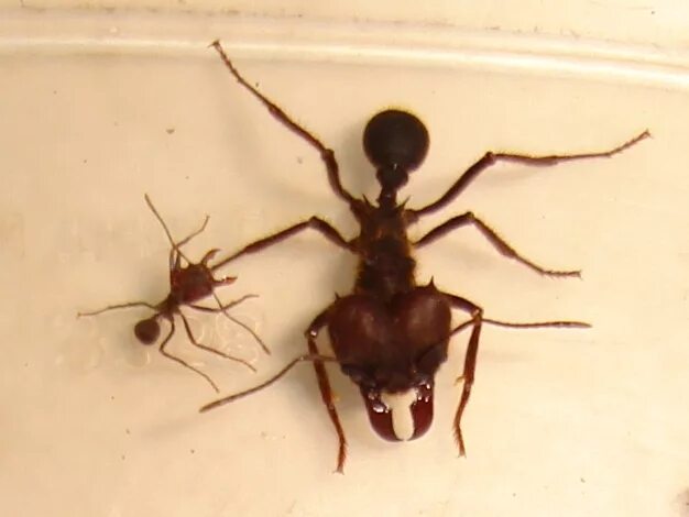Page not found Ants, Insects, Enemy
