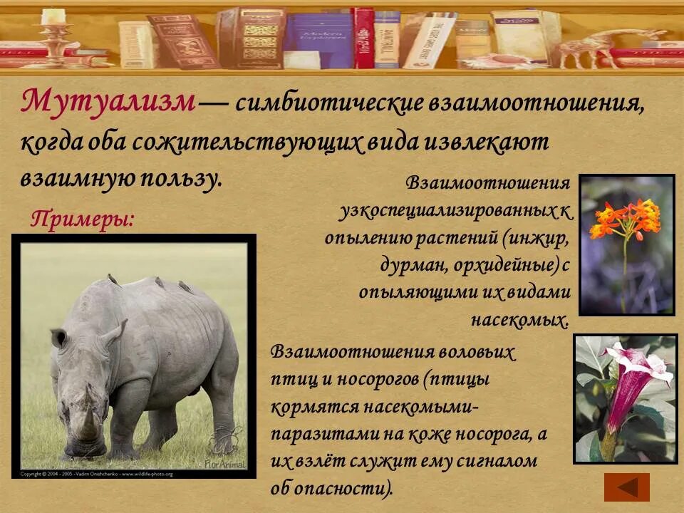 Носорог и воловья птица тип взаимоотношений. Воловьи птицы и носорог. носорог и птица симбиоз. носорог и птицы чистильщики тип взаимоотношений.