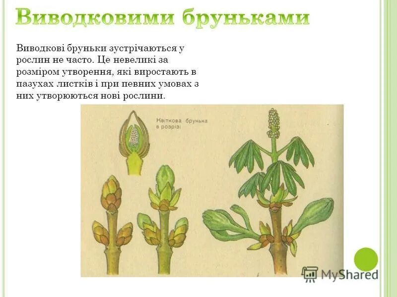 Репродуктивный период растений. Развитие побега и почки. Верхушечный побег. Верхушечный рост побега. Развертывание побега из почки.