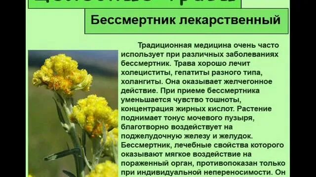 Бессмертник песчаный лекарственное растение. Бессмертник песчаный (цмин). Бессмертник от чего. Цмин песчаный описание. Бессмертник от чего.
