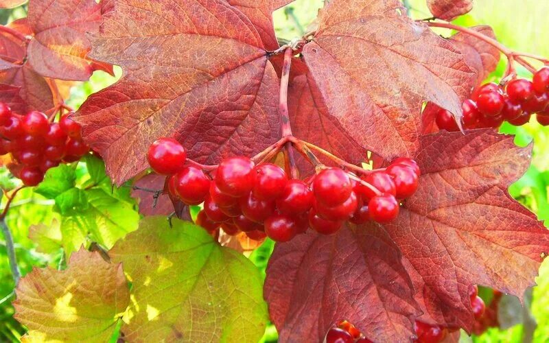 Как выглядит лист калины осенью All forums Калина обыкновенная (Viburnum opulus, Adoxaceae / Caprifoliaceae)