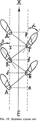 Дорожка следов сколько следов. Схематическая зарисовка дорожки следов обуви. Угол разворота стопы криминалистика. Следовая дорожка криминалистика. Схема дорожки следов криминалистика.