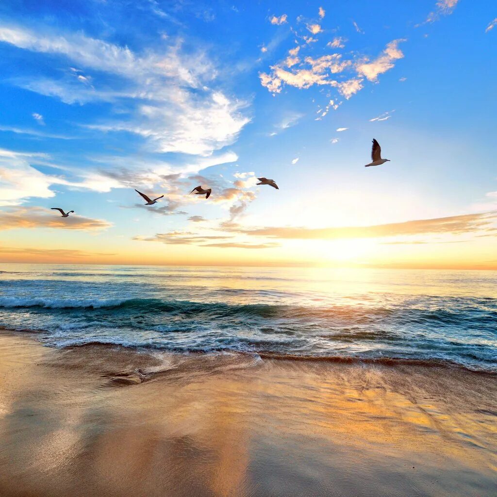 Чайки над морем. Пейзаж море. Море солнце. Море и небо.