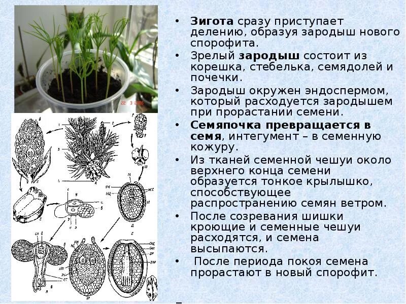 Зигота у растений. Зигота голосеменного растения. Зигота у голосеменных. Образование зиготы у покрытосеменных растений.