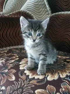 Авито брянск котята в добрые руки