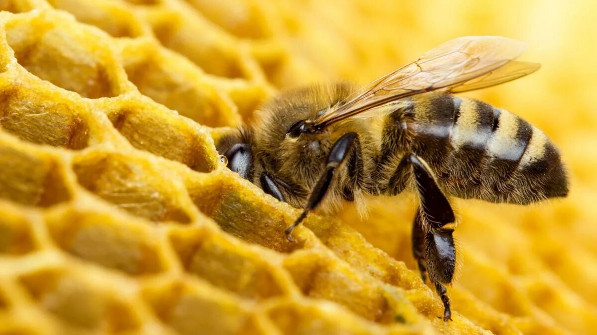 Bee point