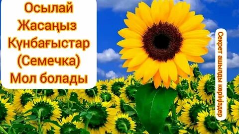 Миджеттерді көрсететін порнофильмдер