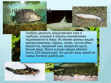 В реке амур шла кета на берег
