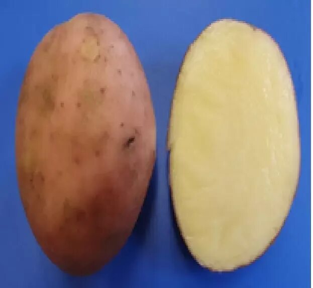 Характеристика сорта гранд. Картофель семенной гулливер. Груша гранд чемпион. Картофель семенной "алена". Картофель гранд элита.