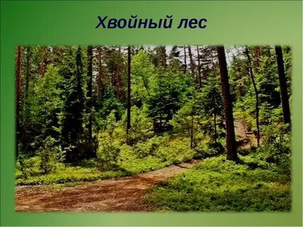 Луга хвойных лесов
